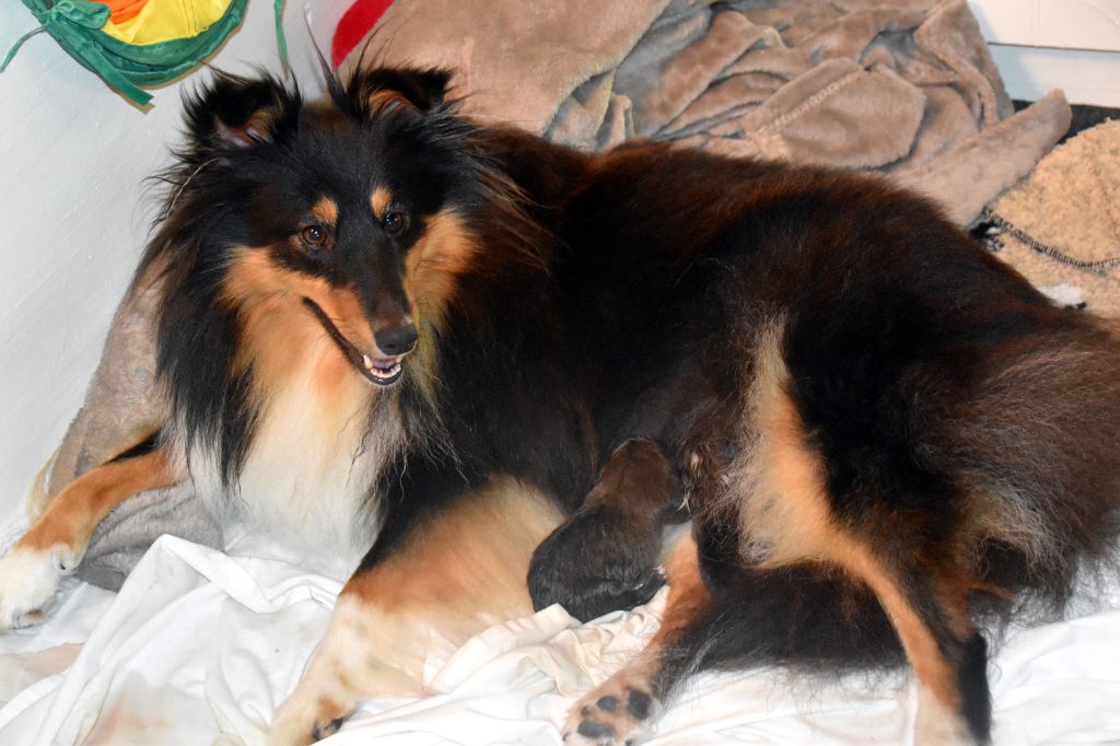 chiot Shetland Sheepdog De chiroulet