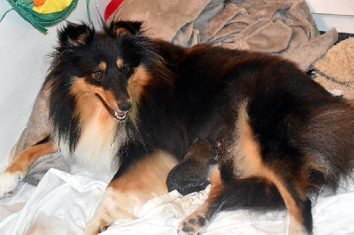 De chiroulet - Shetland Sheepdog - Portée née le 05/09/2024