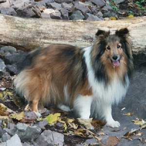 Nikita dorée De chiroulet