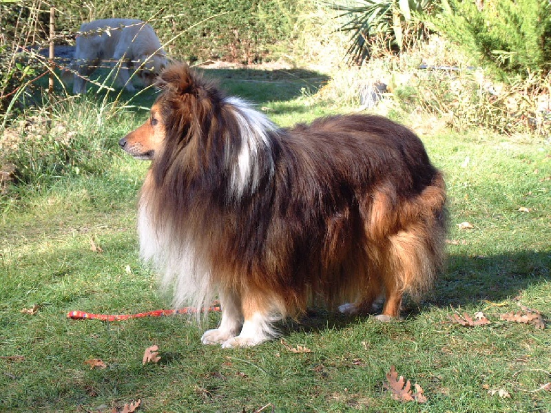 Nuts doré De chiroulet