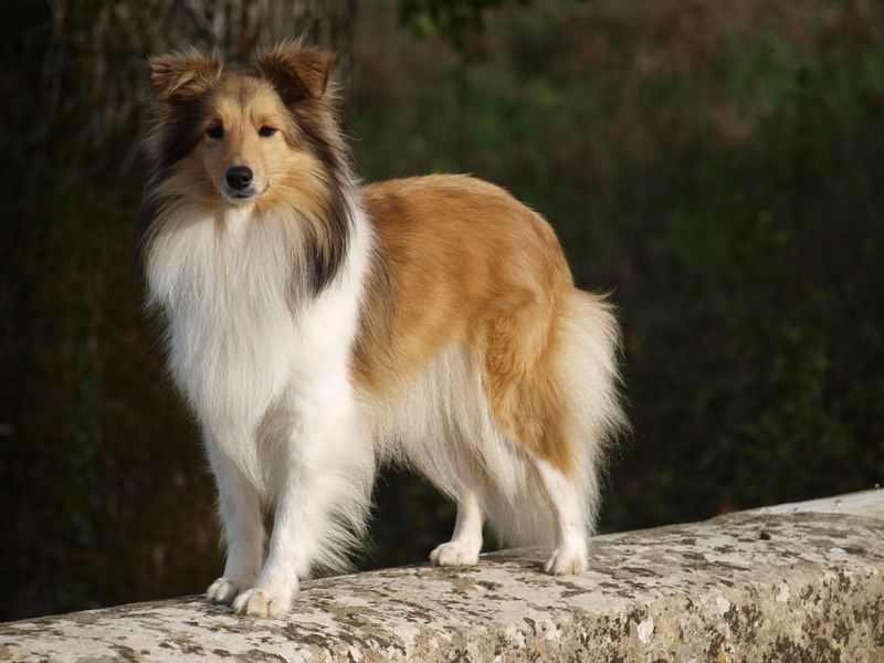 CH. Houf une blonde De chiroulet