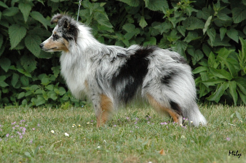 Jalina-bleue De chiroulet