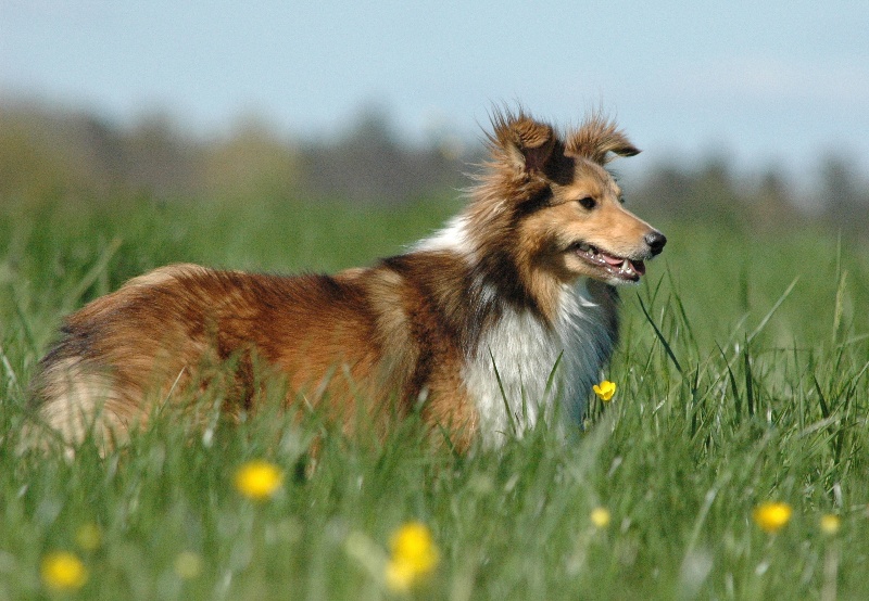 Jenny'al une blonde De chiroulet