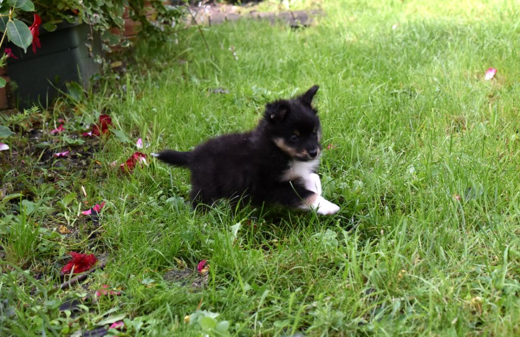 De chiroulet - Shetland Sheepdog - Portée née le 22/09/2022