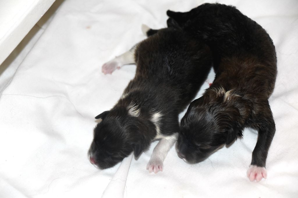 De chiroulet - Chiots disponibles - Shetland Sheepdog