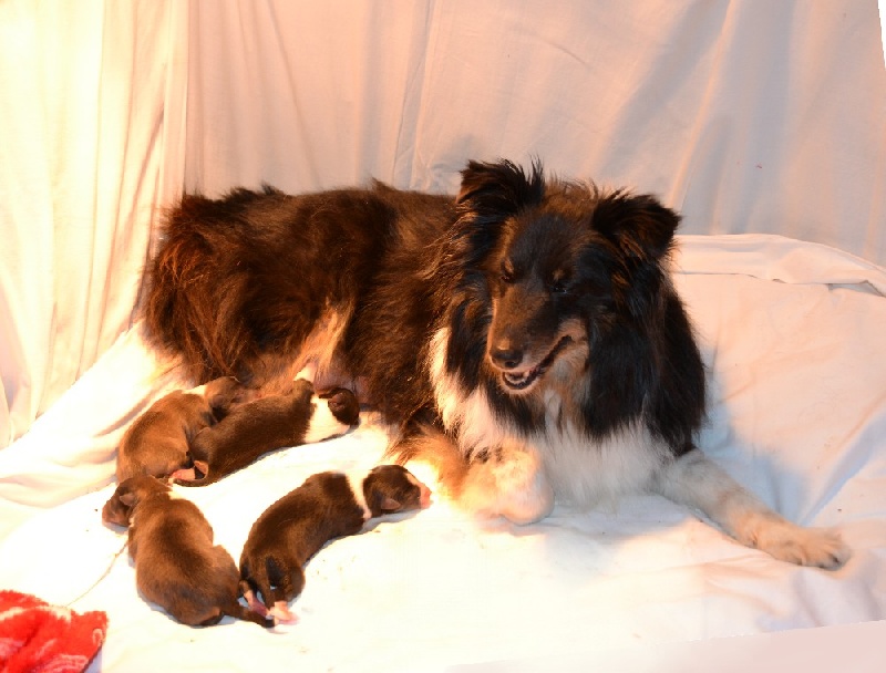 De chiroulet - Shetland Sheepdog - Portée née le 07/03/2014