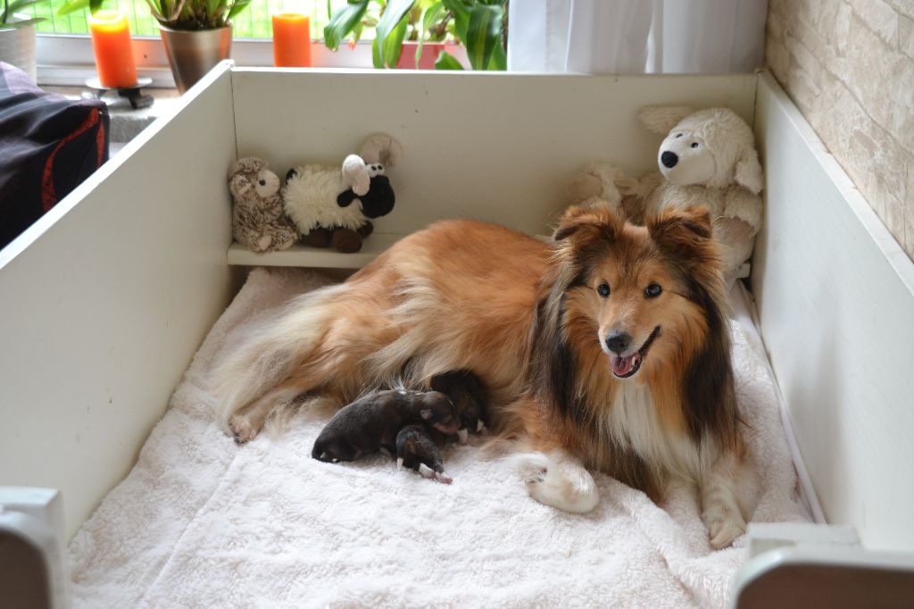 De chiroulet - Shetland Sheepdog - Portée née le 11/05/2020