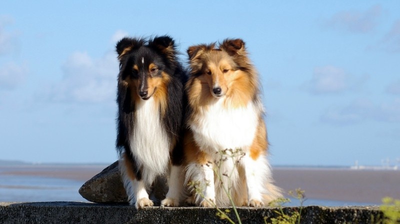 De chiroulet - Shetland Sheepdog - Portée née le 02/11/2010